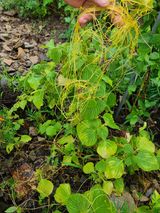 팜모닝 자유주제·자유게시판 게시글 이미지