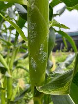 팜모닝 옥수수·병해충상담 게시글 이미지