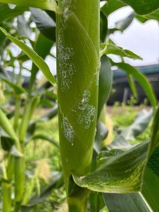 김성철님의 옥수수 · 병해충상담 작성글 사진