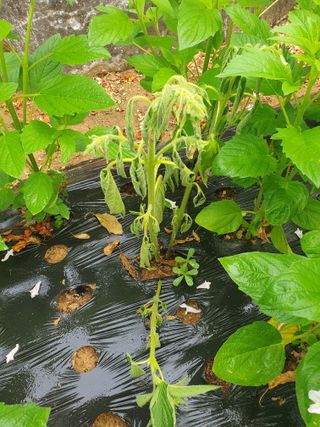 장병노님의 자유주제 · 건의해요 작성글 사진