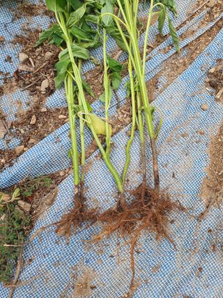 장병노님의 자유주제 · 건의해요 작성글 사진