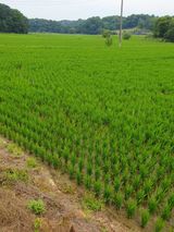 팜모닝 자유주제·자유게시판 게시글 이미지