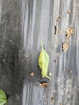 팜모닝 고추·병해충상담 게시글 이미지