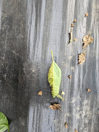 전봉우(채미농원)님의 고추 · 병해충상담 작성글 사진