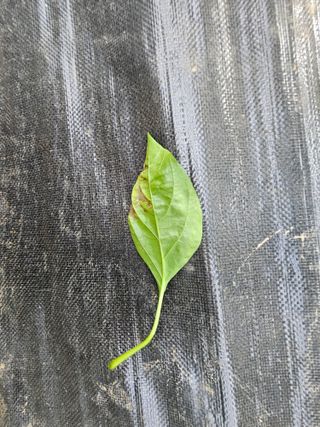 전봉우(채미농원)님의 고추 · 병해충상담 작성글 사진