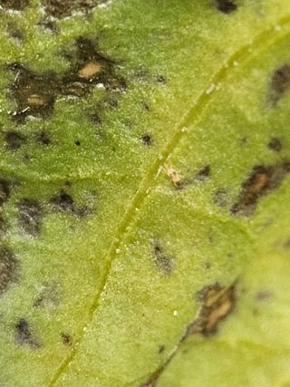 전봉우(채미농원)님의 고추 · 병해충상담 작성글 사진