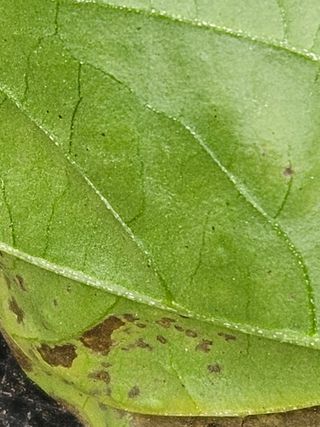 전봉우(채미농원)님의 고추 · 병해충상담 작성글 사진