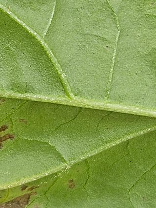 전봉우(채미농원)님의 고추 · 병해충상담 작성글 사진