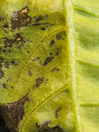 전봉우(채미농원)님의 고추 · 병해충상담 작성글 사진