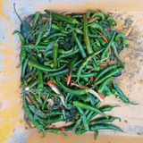 팜모닝 고추·영농일지 게시글 이미지