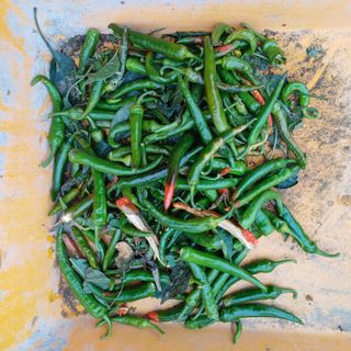 지리산농심님의 고추 · 영농일지 작성글 사진