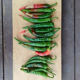 지리산농심님의 고추 · 영농일지 작성글 사진