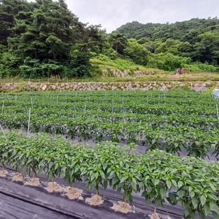 지리산농심님의 고추 · 영농일지 작성글 사진