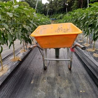 지리산농심님의 고추 · 영농일지 작성글 사진