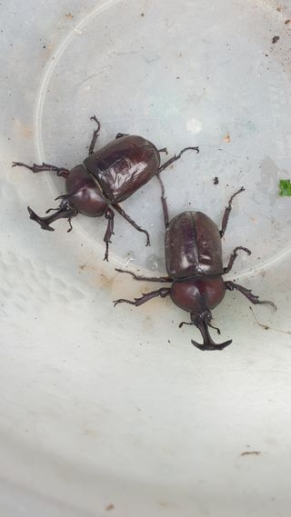 조택준님의 농사, 무엇이든 물어보세요! · 참여글 작성글 사진