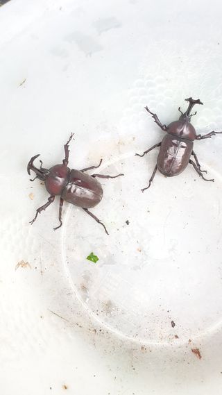 조택준님의 농사, 무엇이든 물어보세요! · 참여글 작성글 사진