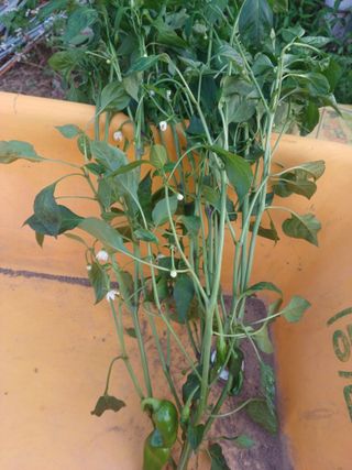 알 수 없음님의 고추 · 병해충상담 작성글 사진