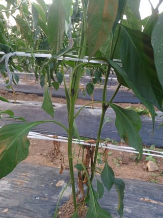 알 수 없음님의 고추 · 병해충상담 작성글 사진