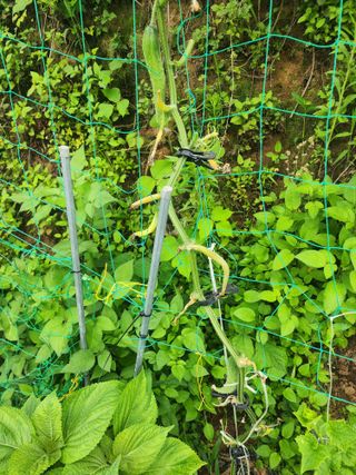 차태현님의 오이 · 병해충상담 작성글 사진