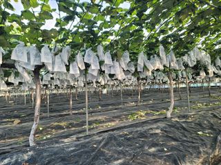 임운락님의 👩🏻‍🌾7월 농작업 계획 · 참여글 작성글 사진