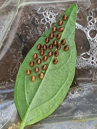 서툰 농부짱님의 기타작물 · 병해충상담 작성글 사진