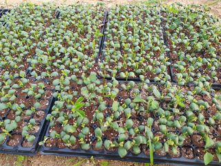 임종옥(용인백암)님의 자유주제 · 자유게시판 작성글 사진