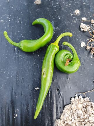 강리~~♡님의 자유주제 · 자유게시판 작성글 사진