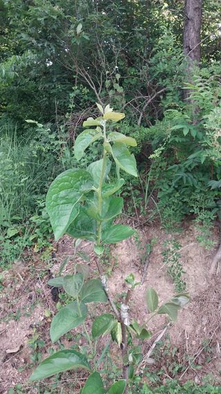 나수일님의 감 · 자유게시판 작성글 사진