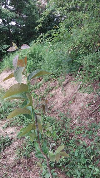 나수일님의 감 · 자유게시판 작성글 사진