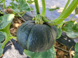 김판균님의 자유주제 · 자유게시판 작성글 사진