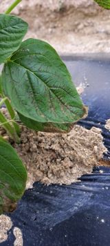 팜모닝 참깨·병해충상담 게시글 이미지