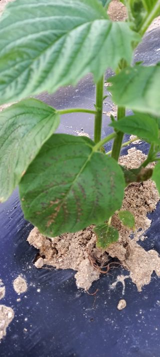 omany님의 참깨 · 병해충상담 작성글 사진