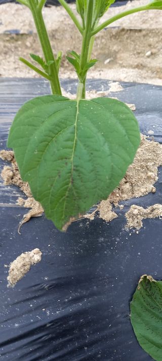 omany님의 참깨 · 병해충상담 작성글 사진