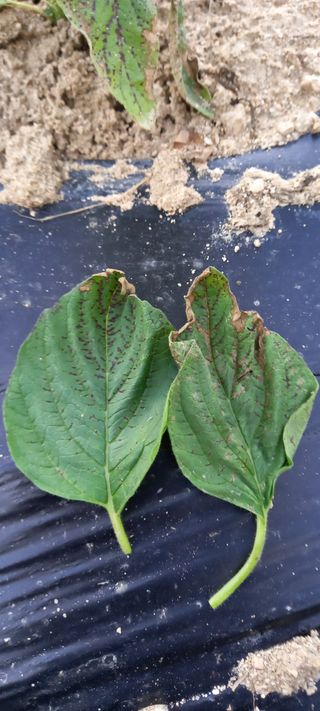 omany님의 참깨 · 병해충상담 작성글 사진