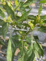 팜모닝 고추·병해충상담 게시글 이미지