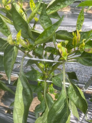 정연희님의 고추 · 병해충상담 작성글 사진