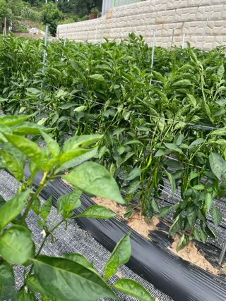 정연희님의 고추 · 병해충상담 작성글 사진