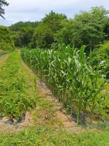 팜모닝 옥수수·영농일지 게시글 이미지