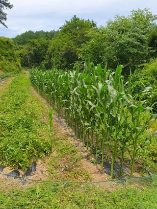 이상준님의 옥수수 · 영농일지 작성글 사진