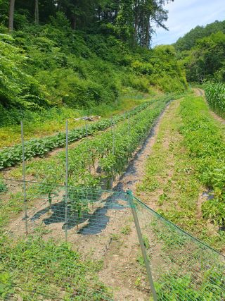 이상준님의 고추 · 영농일지 작성글 사진
