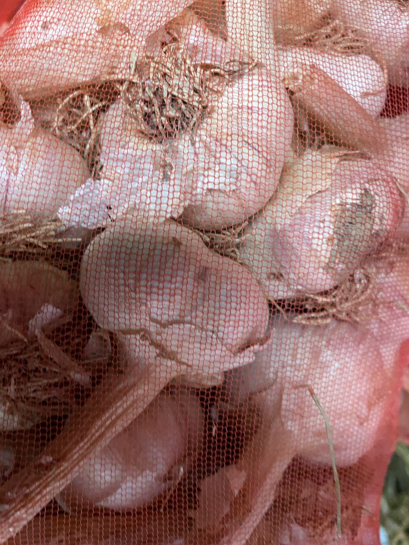 정연희님의 장터 판매 상품 [홍산마늘] 첨부 사진