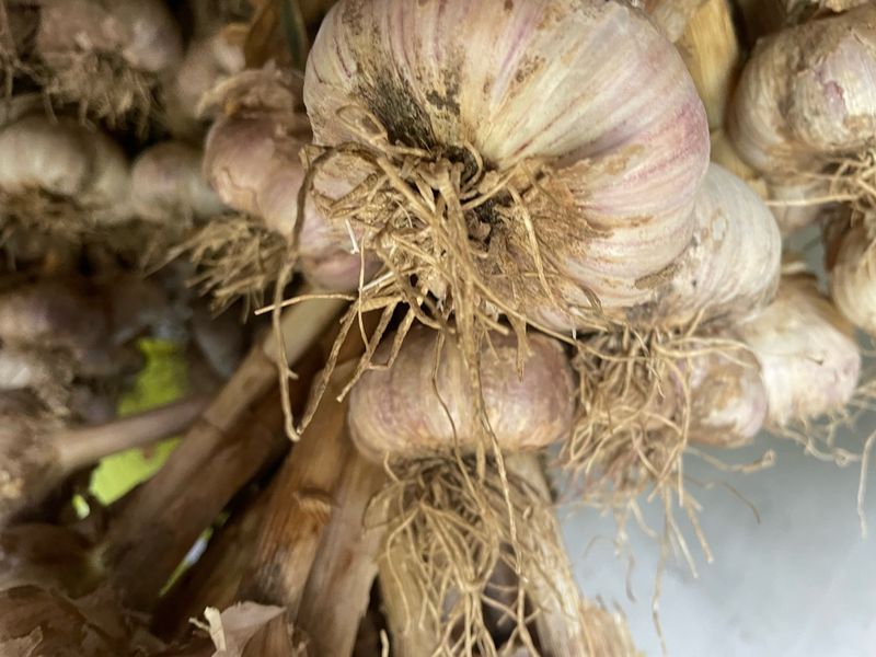 정연희님의 장터 판매 상품 [홍산마늘] 첨부 사진