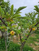 팜모닝 자두·병해충상담 게시글 이미지