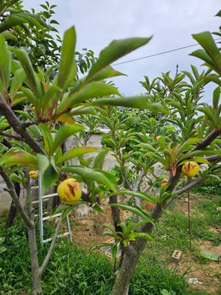 해롤드님의 자두 · 병해충상담 작성글 사진