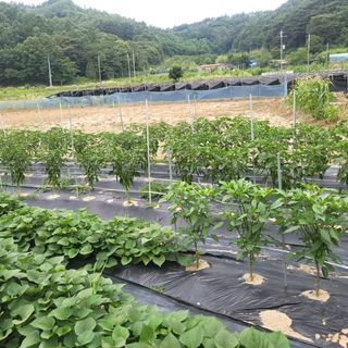 희상님의 자유주제 · 자유게시판 작성글 사진