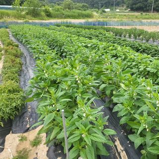 희상님의 자유주제 · 자유게시판 작성글 사진