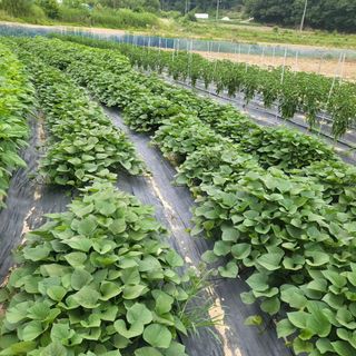 희상님의 자유주제 · 자유게시판 작성글 사진