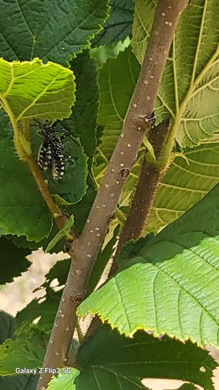 이장열님의 농사, 무엇이든 물어보세요! · 참여글 작성글 사진