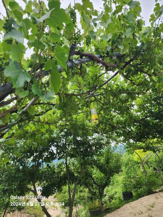 용수리또리농장님의 자유주제 · 자유게시판 작성글 사진