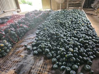 박수현님의 호박 · 영농일지 작성글 사진